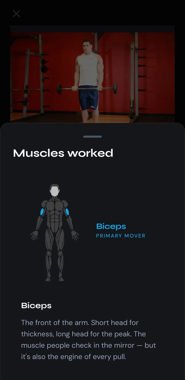 Muscles worked sheet showing an anatomical figure with the biceps highlighted and a plain-English description